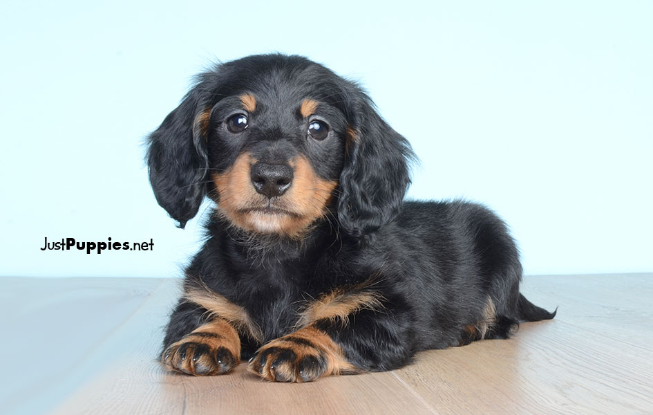 Puppies for Sale Orlando FL