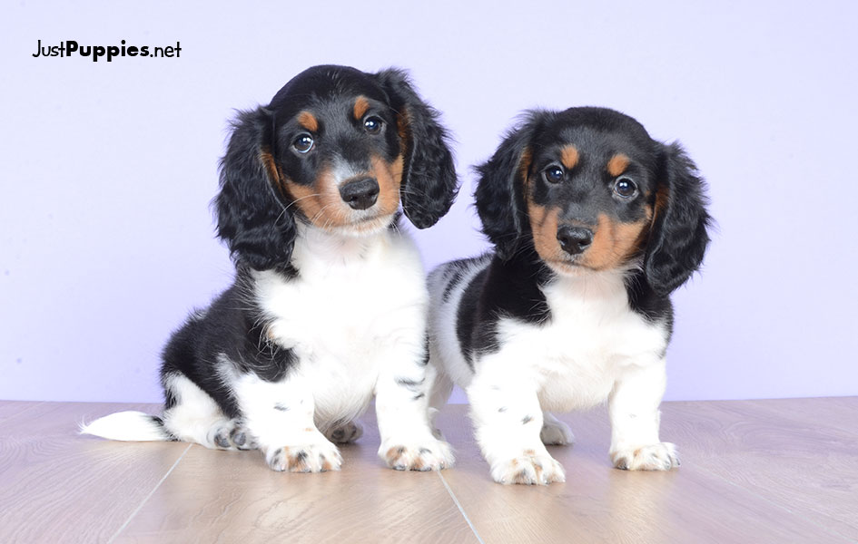 Puppies for Sale Orlando FL