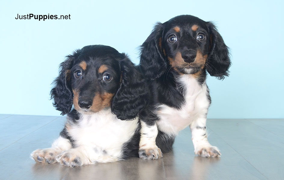 Puppies for Sale Orlando FL