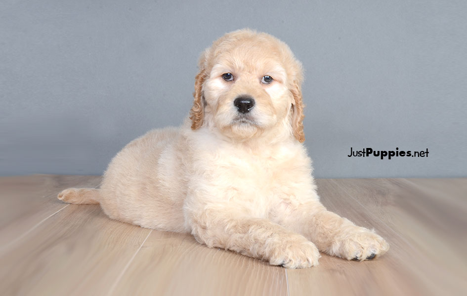 Puppies for Sale Orlando FL