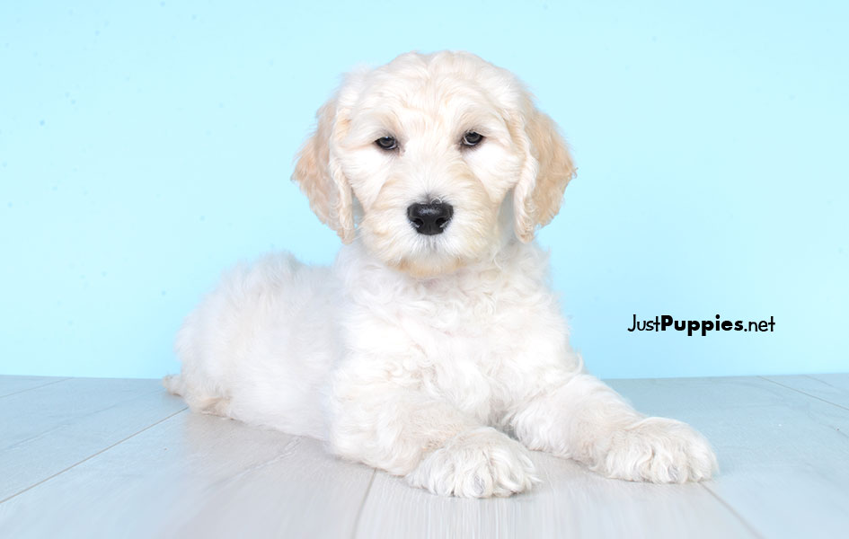 Puppies for Sale Orlando FL