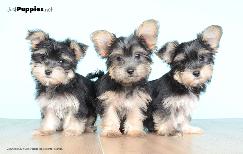 Puppies for Sale Orlando FL Available Puppies